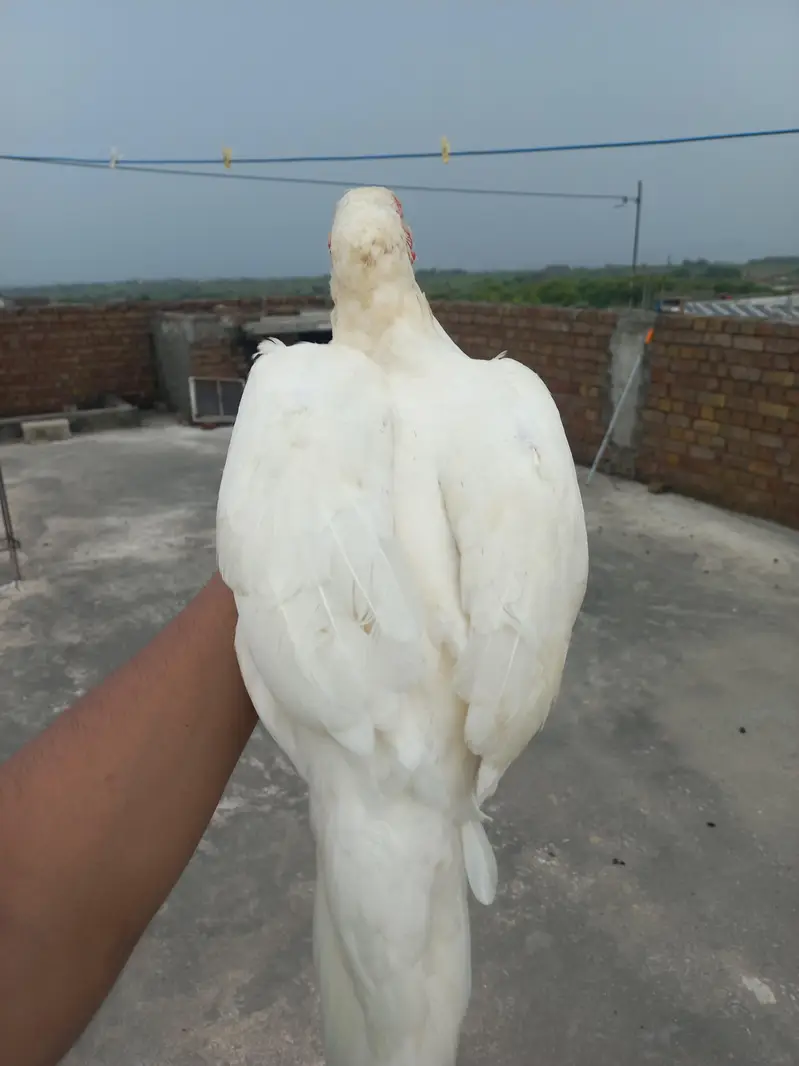 White Aseel Murgi — photo 2