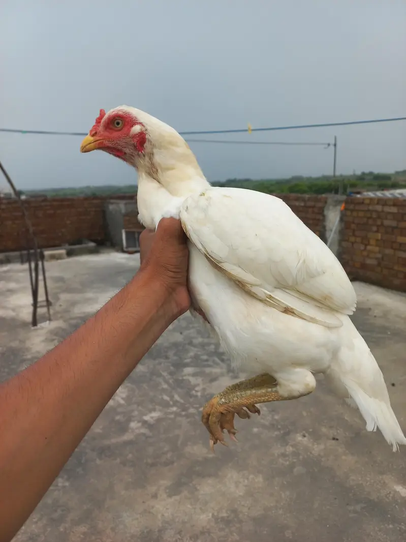 White Aseel Murgi — photo 5