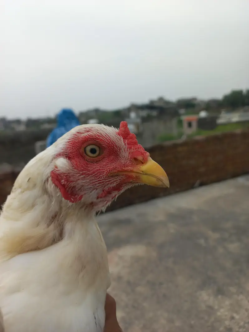 White Aseel Murgi — photo 7