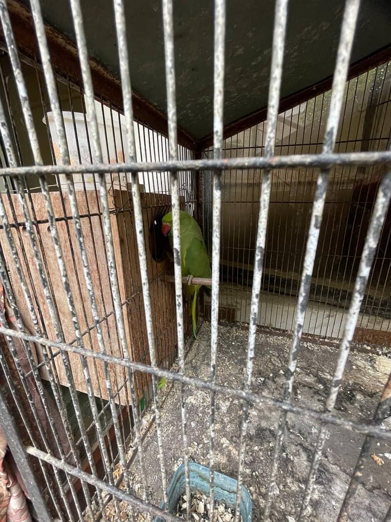 cage 5 portion 7