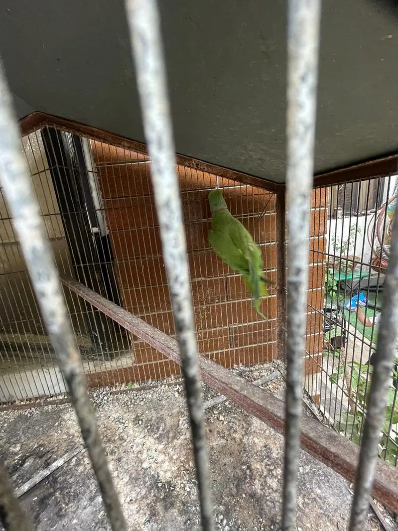 cage 5 portion — photo 9