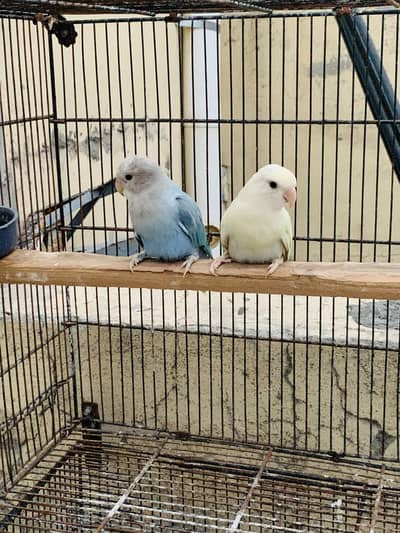 Rozicoli love birds