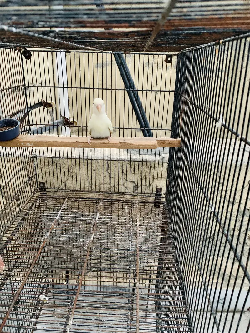 Rozicoli love birds — photo 3