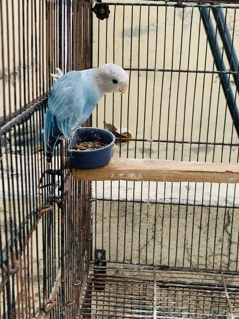 Rozicoli love birds — photo 4