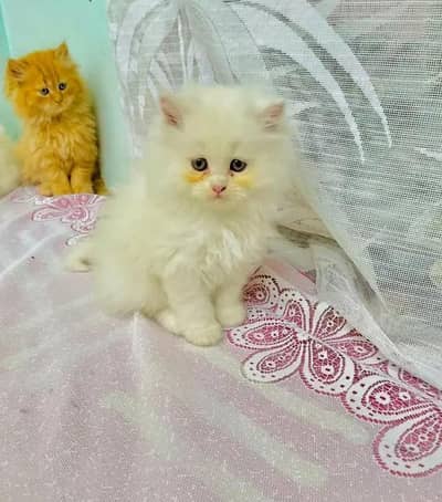 Persian Female kitten for sale 03243854//778