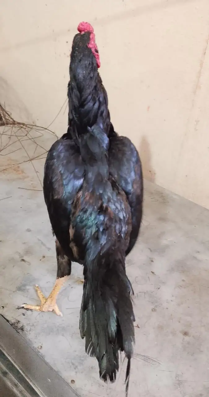 03465333883 Mushka aseel aur lasani patha for urgent  sale — photo 3