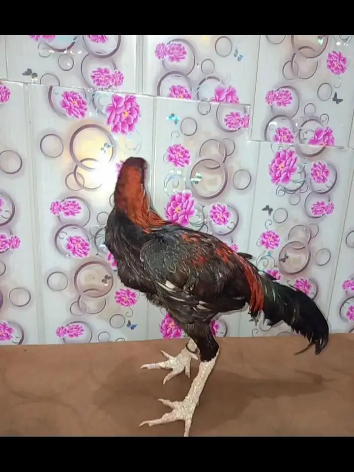 03465333883 Mushka aseel aur lasani patha for urgent  sale — photo 8