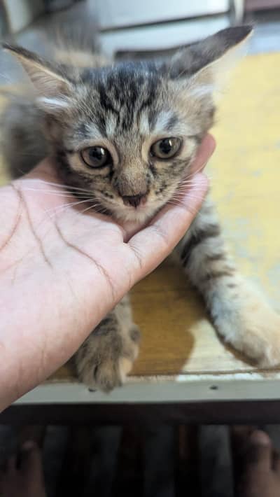 persian female kitten for sale