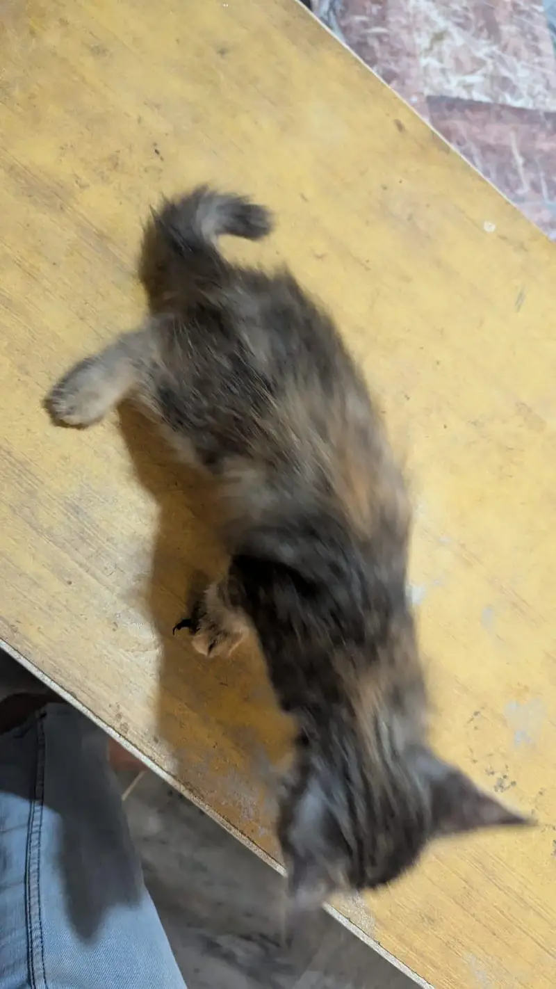 persian female kitten for sale — photo 2