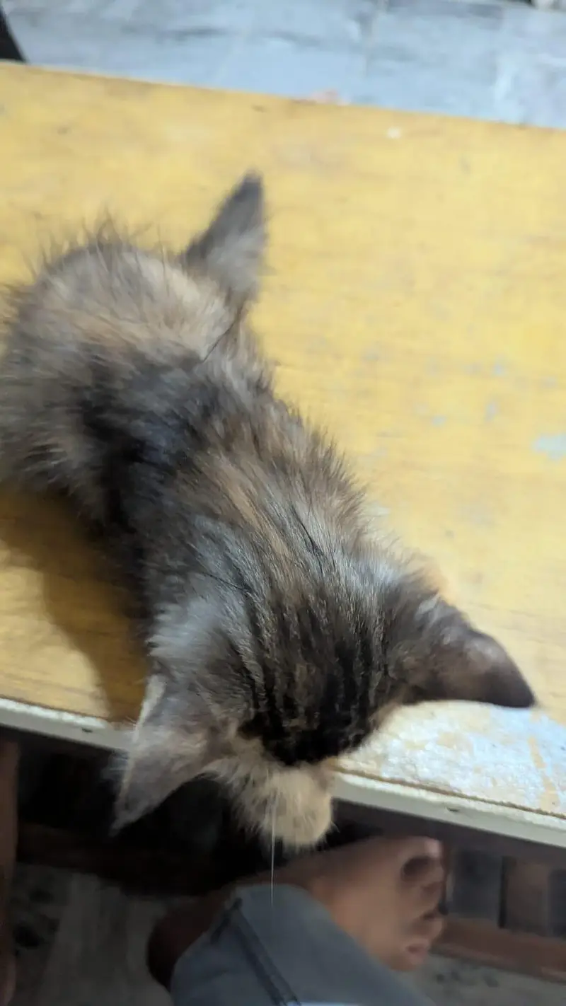 persian female kitten for sale — photo 3