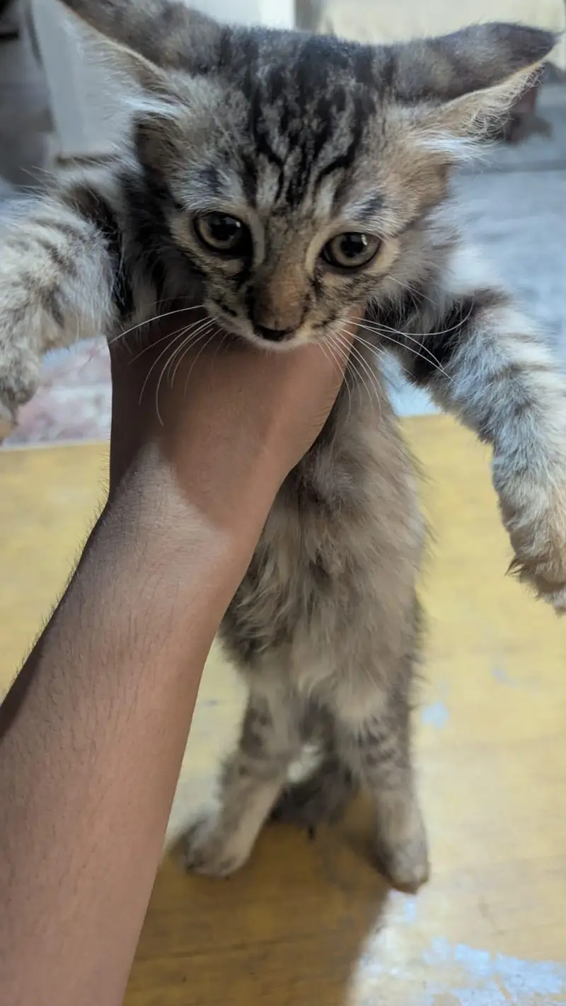 persian female kitten for sale — photo 4