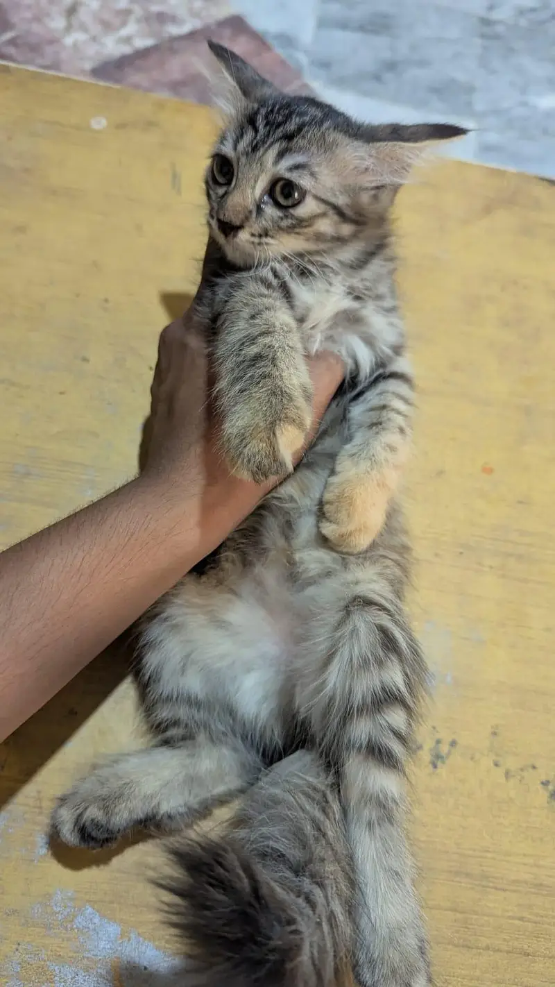 persian female kitten for sale — photo 5