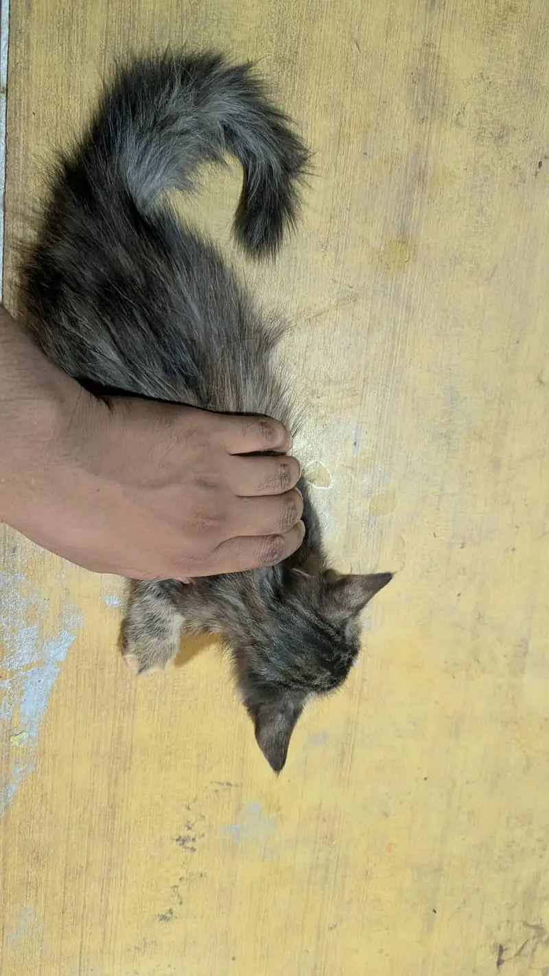 persian female kitten for sale — photo 6