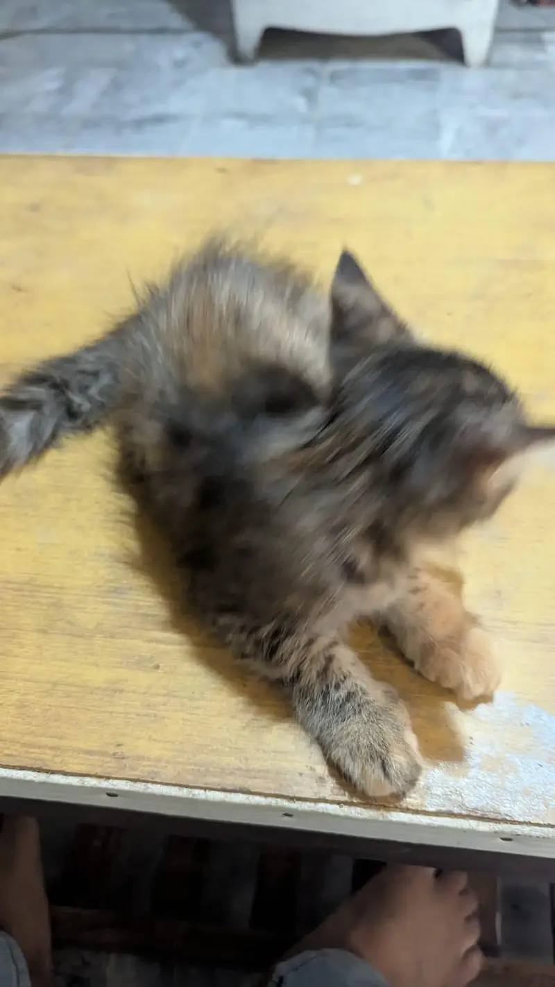 persian female kitten for sale — photo 7