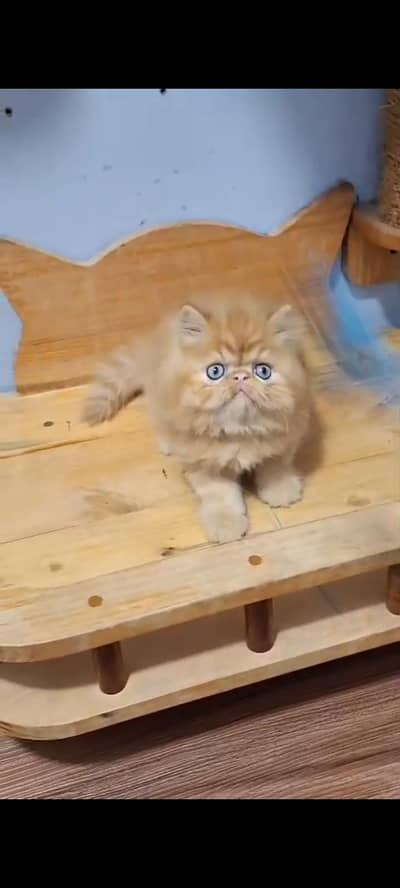 Quality Persian cat & Kittens Male & female    03463973673 WhatsApp