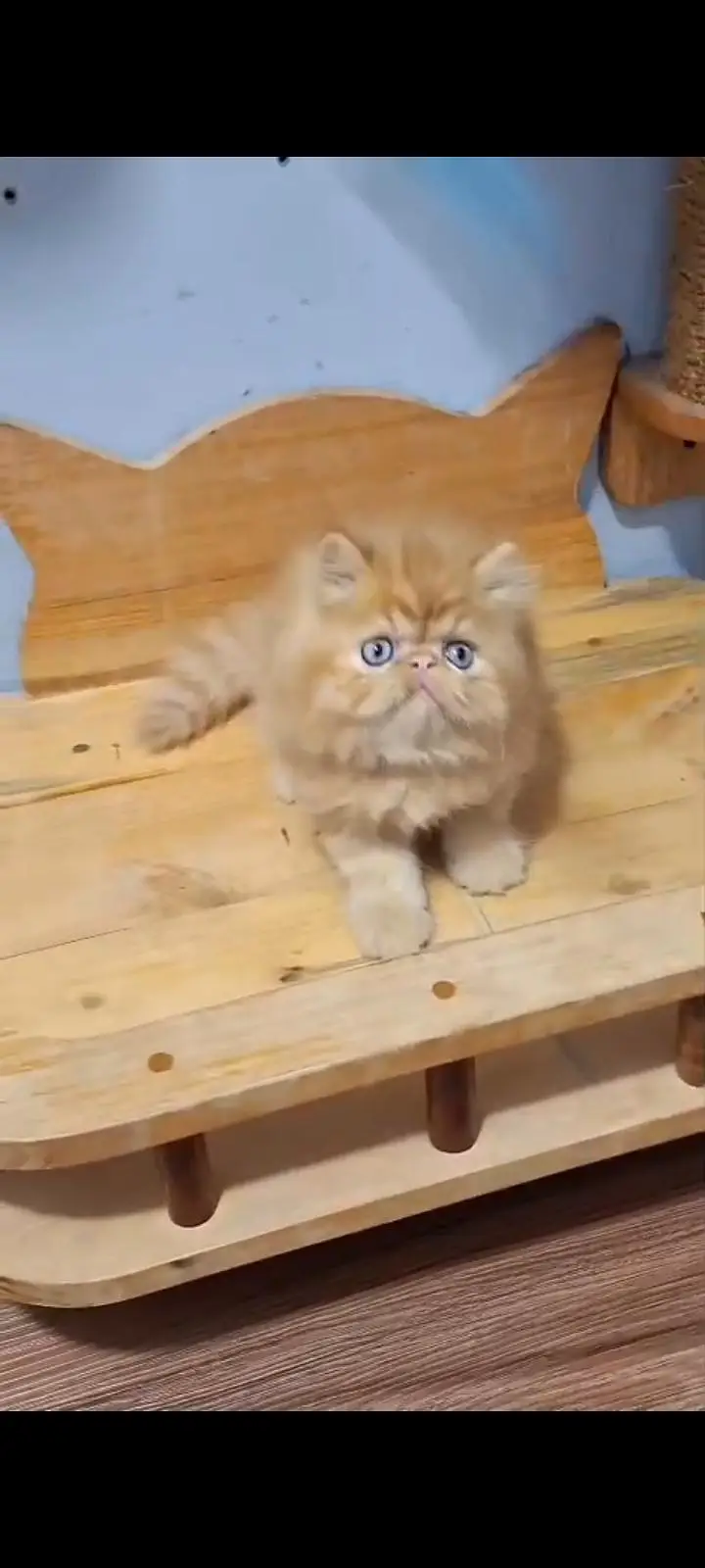 Quality Persian cat & Kittens Male & female    03463973673 WhatsApp — photo 2