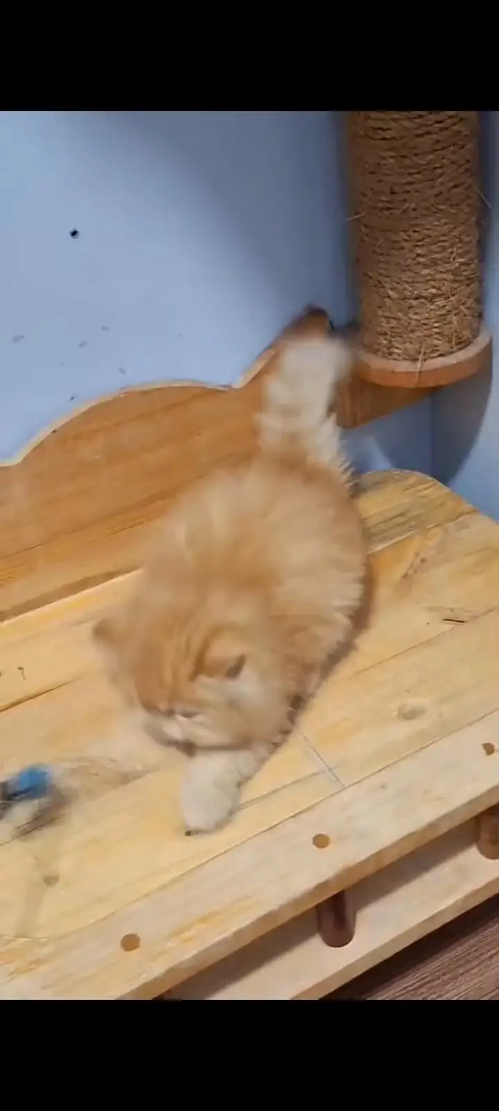 Quality Persian cat & Kittens Male & female    03463973673 WhatsApp — photo 3