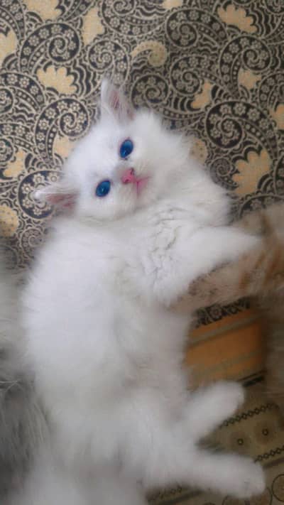 Persian cat . 20000 final price