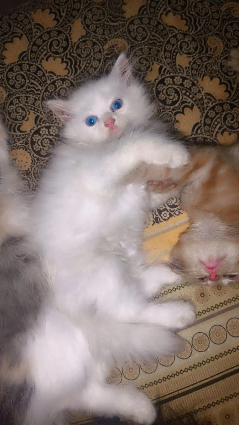 Persian cat . 20000 final price — photo 2