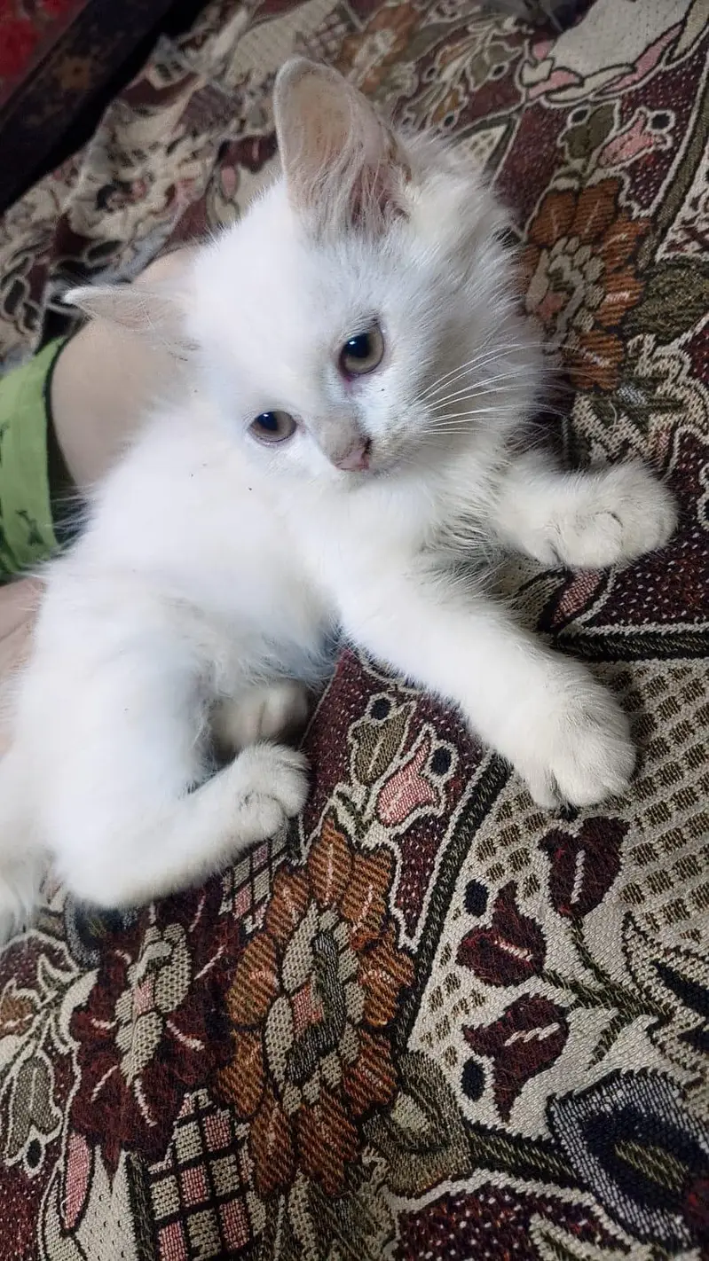 Persian cat . 20000 final price — photo 3