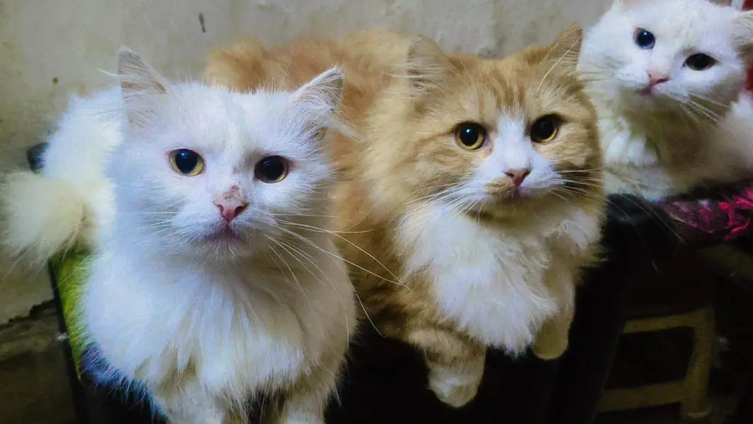 Persian cat . 20000 final price — photo 4