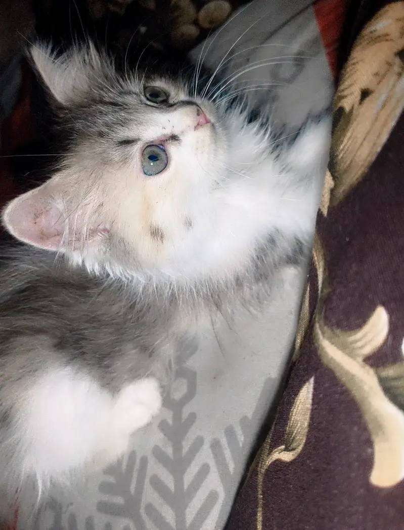 Persian cat . 20000 final price — photo 5