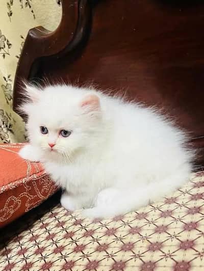 Persian Female kitten for sale 03243854//778