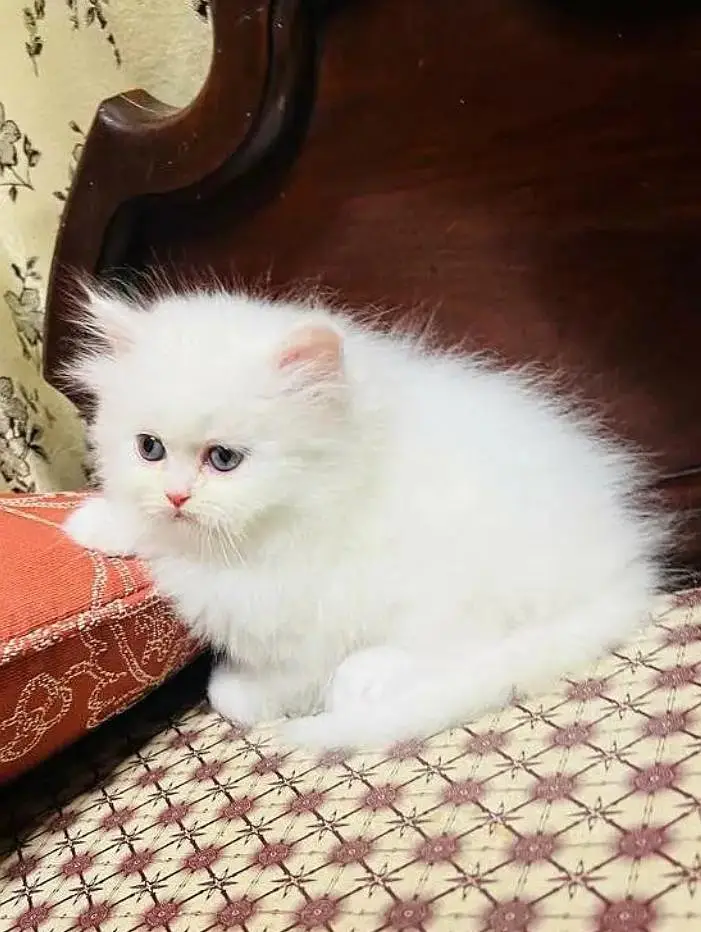 Persian Female kitten for sale 03243854//778