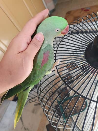 raw paarot taking n hand tame for sale