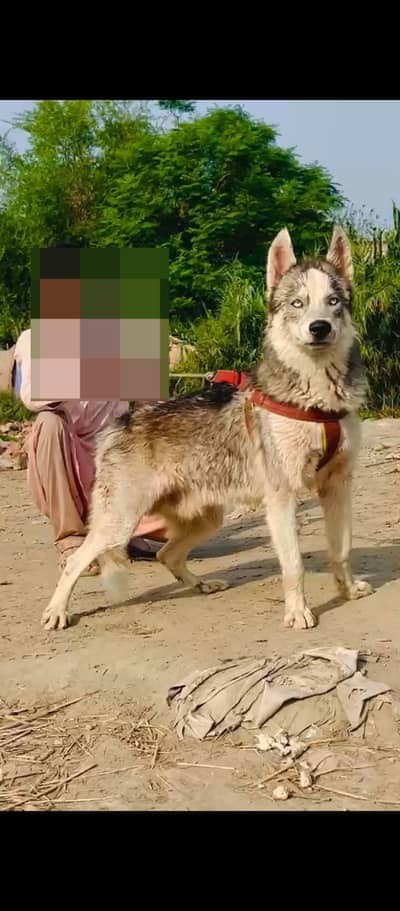 top quality Siberian Husky | wolly coat | security dog for sale