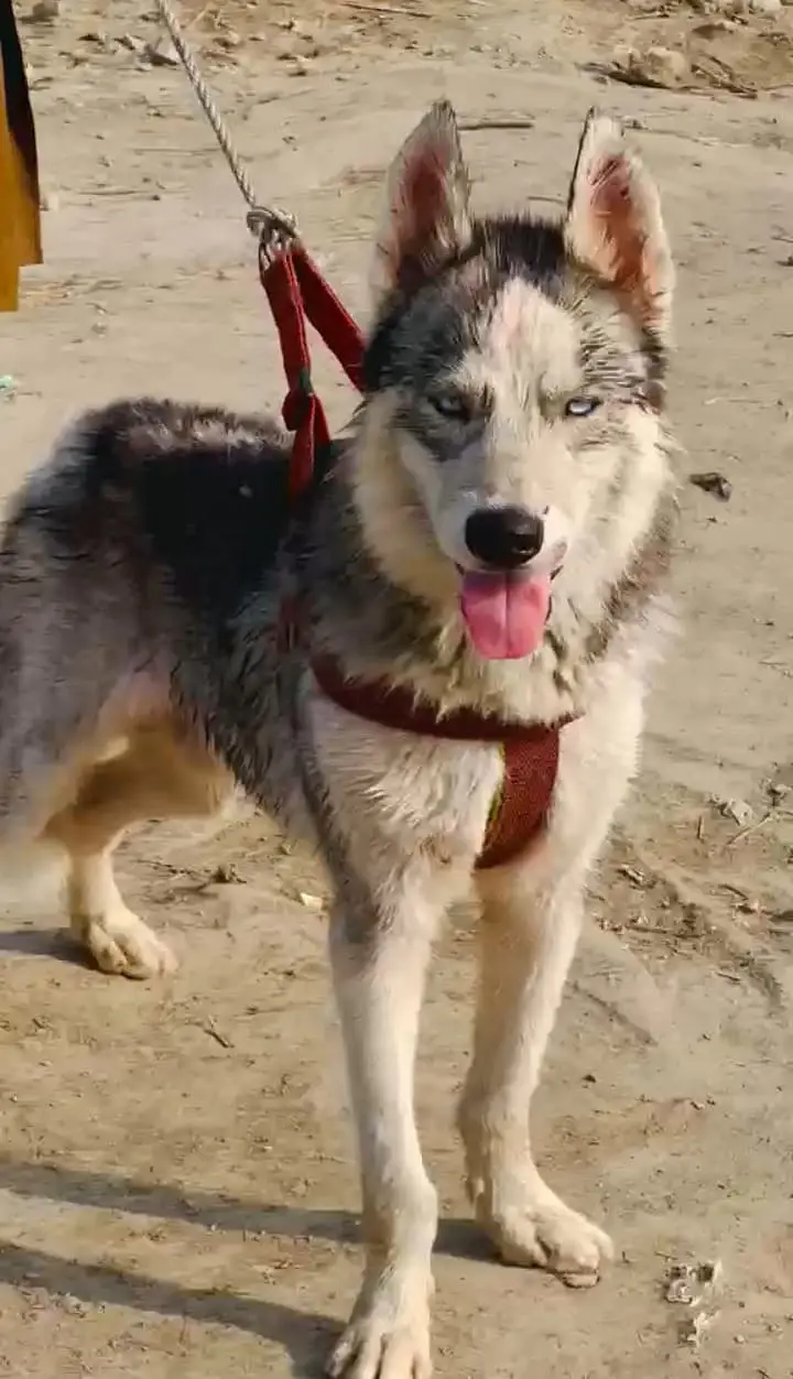 top quality Siberian Husky | wolly coat | security dog for sale — photo 3