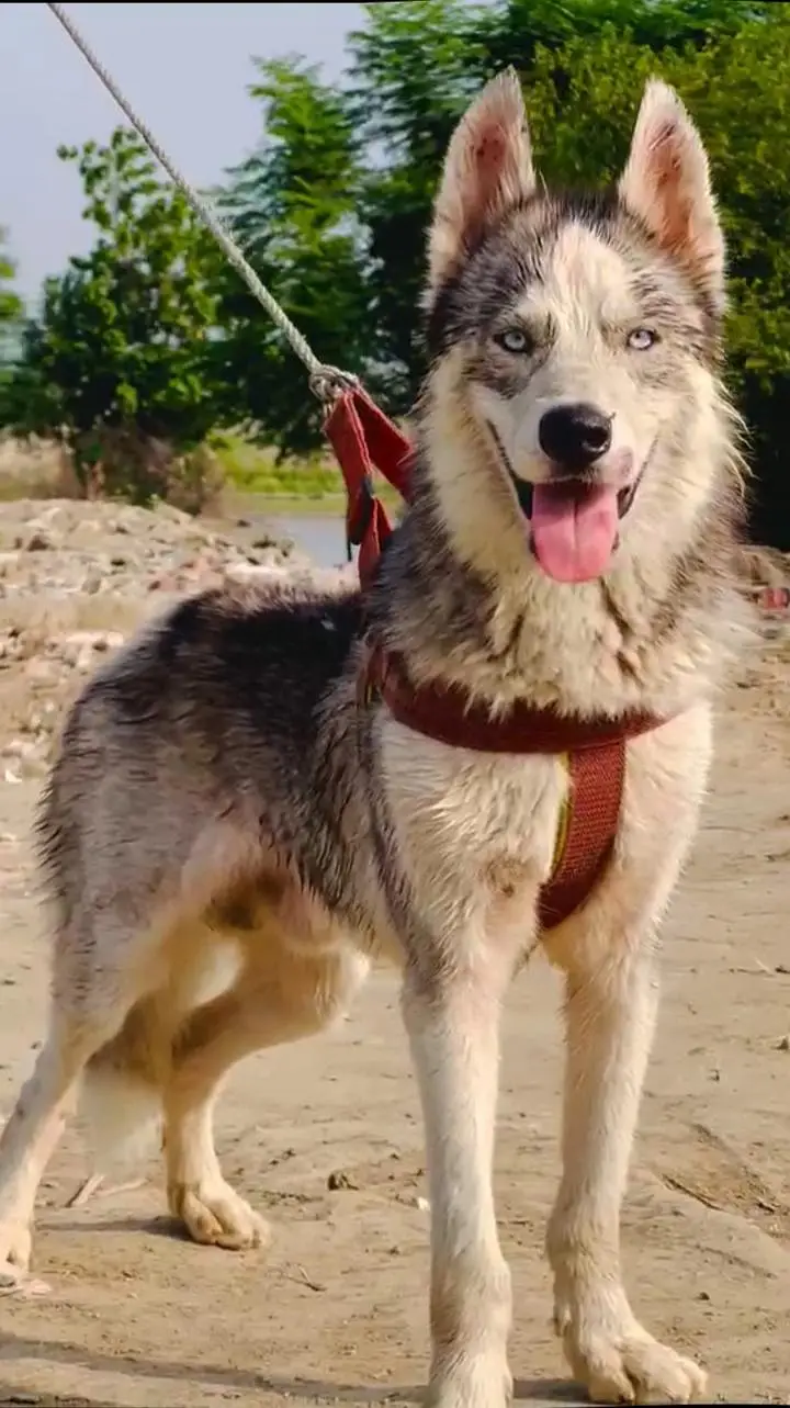 top quality Siberian Husky | wolly coat | security dog for sale — photo 4
