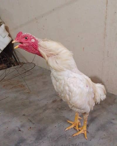 03465333883 blue ring Heera pair for urgent sale