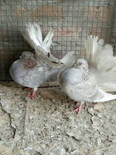 silver body white tail young pair call or whatts app 0307 6029375