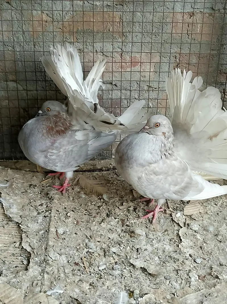 silver body white tail young pair call or whatts app 0307 6029375