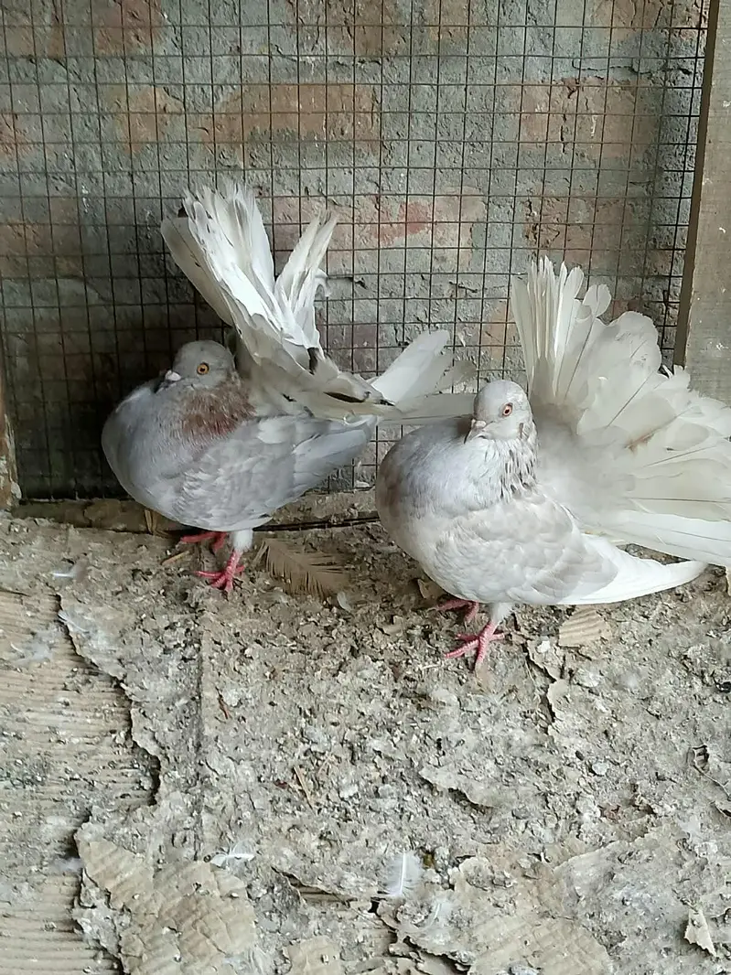 silver body white tail young pair call or whatts app 0307 6029375 — photo 2