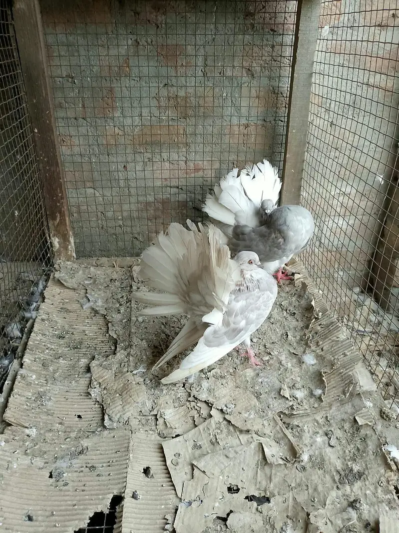 silver body white tail young pair call or whatts app 0307 6029375 — photo 3