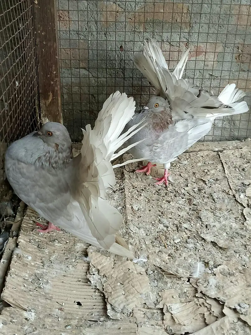 silver body white tail young pair call or whatts app 0307 6029375 — photo 4