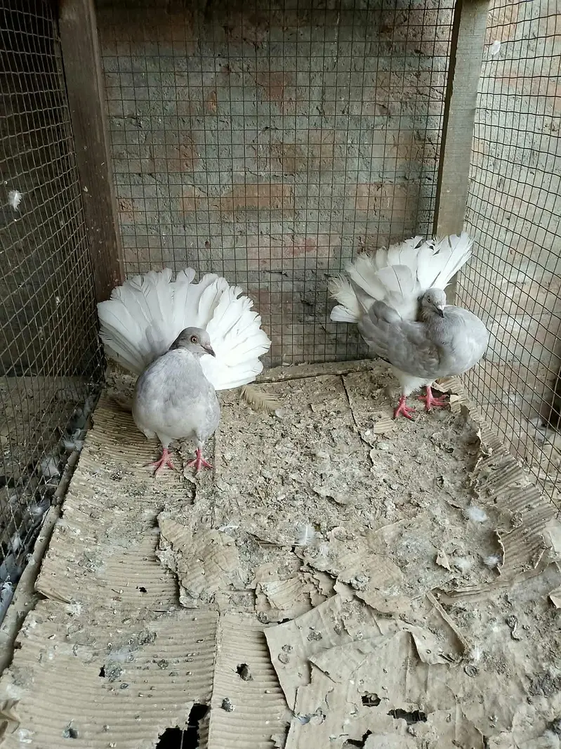 silver body white tail young pair call or whatts app 0307 6029375 — photo 5