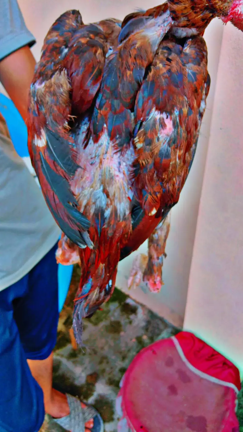 pure blood line — photo 7