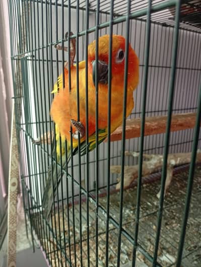 Sun Conure (Male)