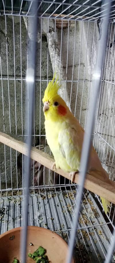 lutino cocktail breeder jumbo size female