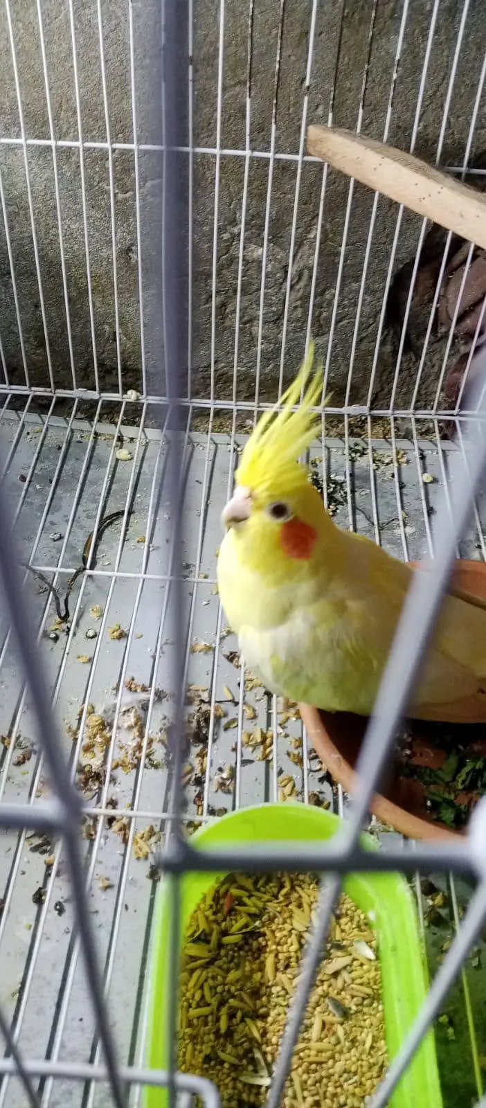lutino cocktail breeder jumbo size female — photo 2