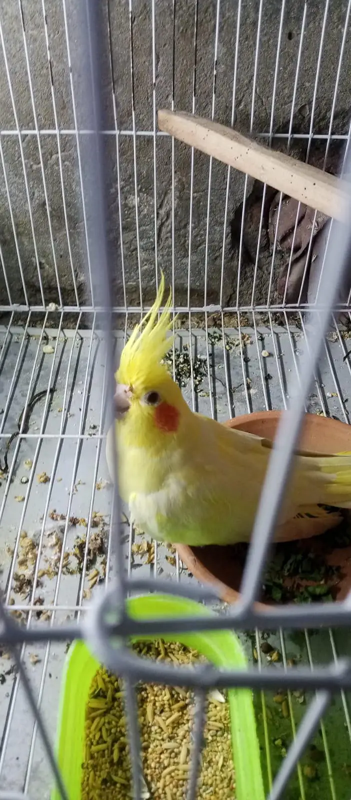 lutino cocktail breeder jumbo size female — photo 3