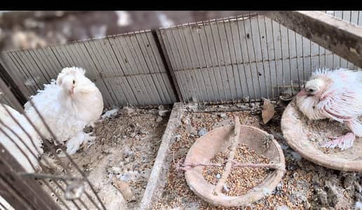 frillback frill back nun English nan German pair female pigeon kabotar