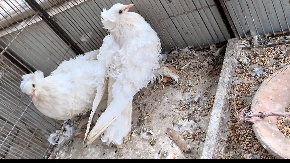 frillback frill back nun English nan German pair female pigeon kabotar — photo 2