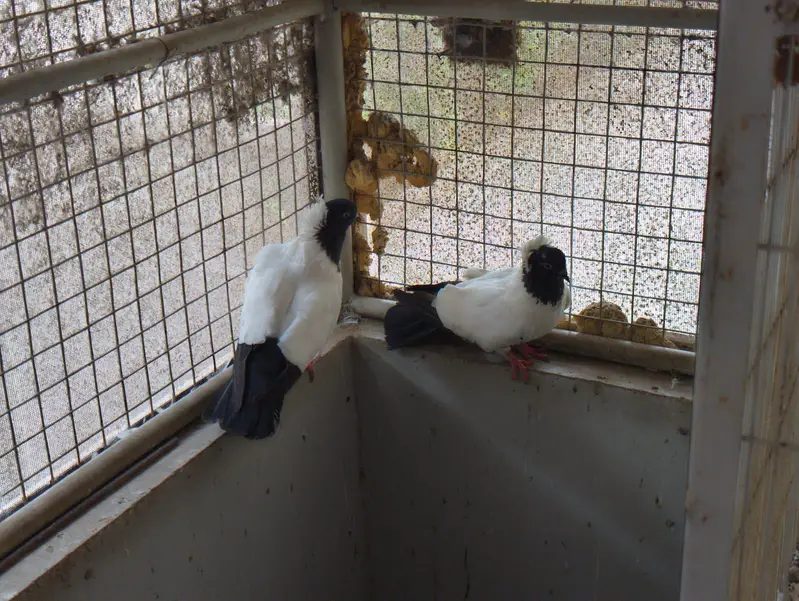 frillback frill back nun English nan German pair female pigeon kabotar — photo 3