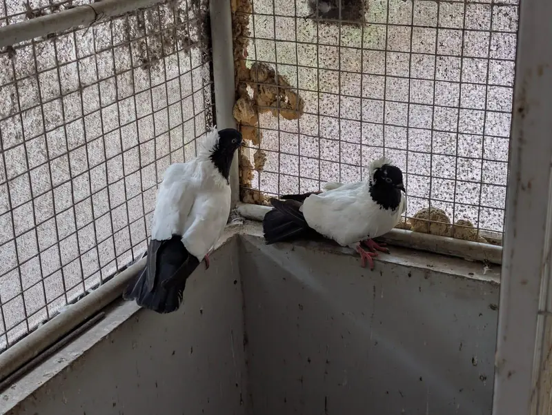 frillback frill back nun English nan German pair female pigeon kabotar — photo 4