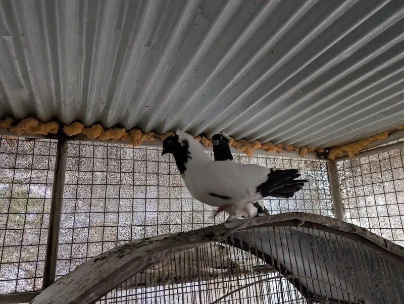 frillback frill back nun English nan German pair female pigeon kabotar — photo 5