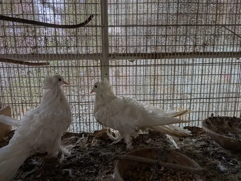frillback frill back nun English nan German pair female pigeon kabotar — photo 6